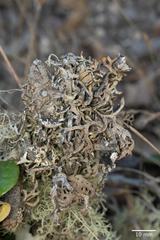 Hypogymnia schizidiata
