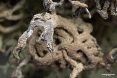 Hypogymnia schizidiata