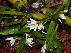 Maxillaria lutescens
