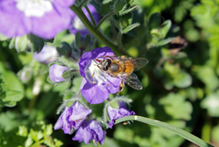 Phacelia patuliflora