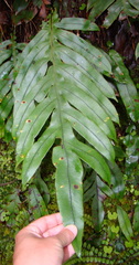 Blechnum colensoi