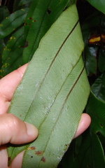 Blechnum colensoi