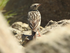 Anthus furcatus