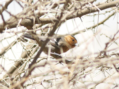 Melaniparus fringillinus
