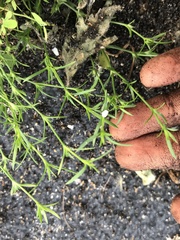 Polypremum procumbens image