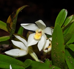 Maxillaria lutescens