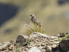 Anthus furcatus