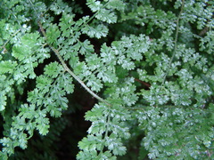 Hypolepis millefolium