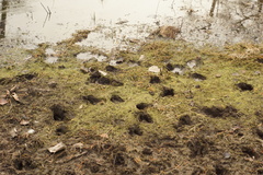 Odocoileus virginianus borealis