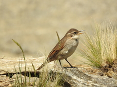 Cinclodes comechingonus