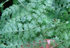 Hypolepis millefolium