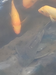 Hypostomus