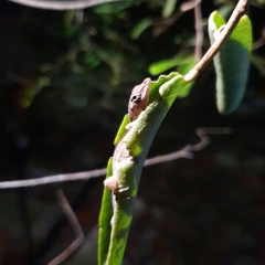 Anolis luteosignifer