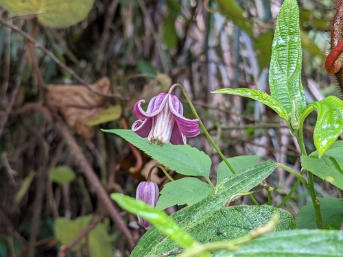 Clematis lasiandra, photograph 4