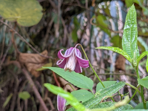 Clematis lasiandra, photograph 5