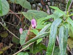 Clematis lasiandra, photograph Chen Jia Hong, CC BY, iNaturalist via GBIF