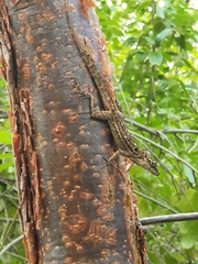 Anolis luteosignifer