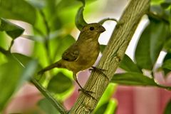 Sporophila torqueola