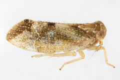 Stobaera pallida