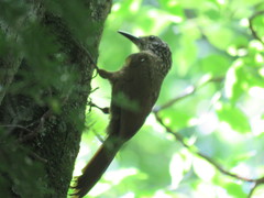 Dendrocolaptes platyrostris