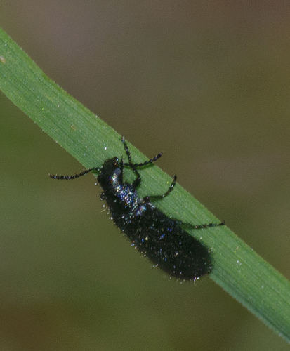 Dasytes caeruleus, photo 3 of 7