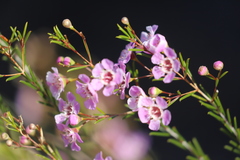 Chamelaucium uncinatum