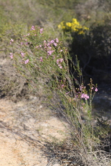 Chamelaucium uncinatum