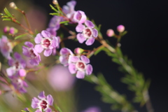 Chamelaucium uncinatum