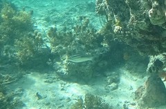 Scolopsis trilineata