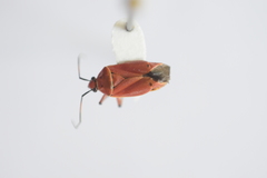 Neocapsus