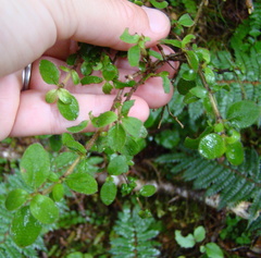 Coprosma ciliata