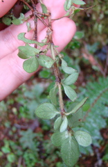 Coprosma ciliata