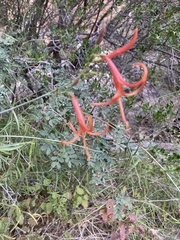 Anisacanthus linearis