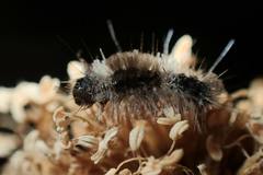 Dasychira chekiangensis