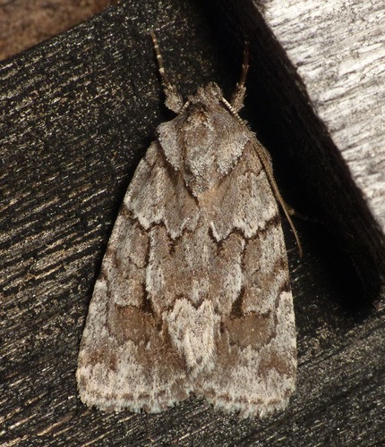 Blueberry Sallow photo 2