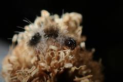 Dasychira chekiangensis