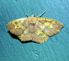 Periclina
