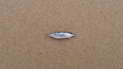 Macroramphosus gracilis