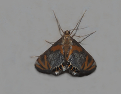 Nymphicula blandialis
