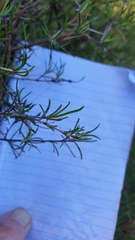 Coprosma elatirioides