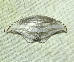 Morphomima fulvitacta image