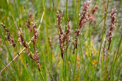 Schoenus brevifolius
