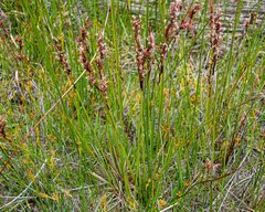 Schoenus brevifolius