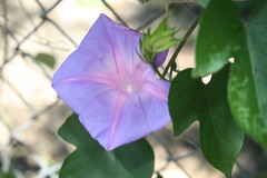 Ipomoea indica image