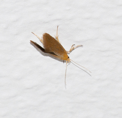 Crassa tinctella