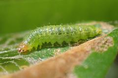 Cotachena histricalis
