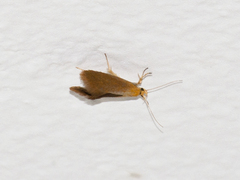 Crassa tinctella