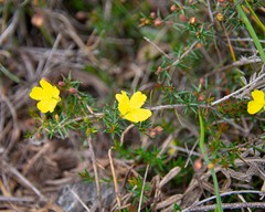 Hibbertia prostrata