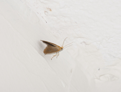 Crassa tinctella