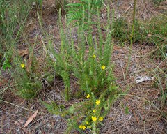 Hibbertia prostrata